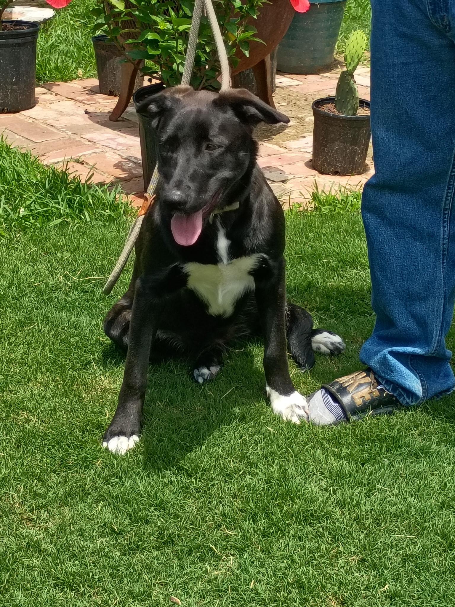 Enlarge RUBY, a ADOPTABLE mixed breed in Jackson, TN image 3/6
