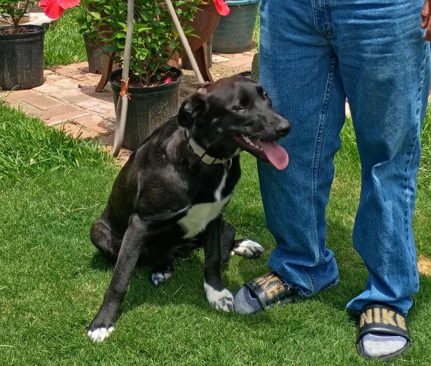Enlarge RUBY, a ADOPTABLE mixed breed in Jackson, TN image 5/6