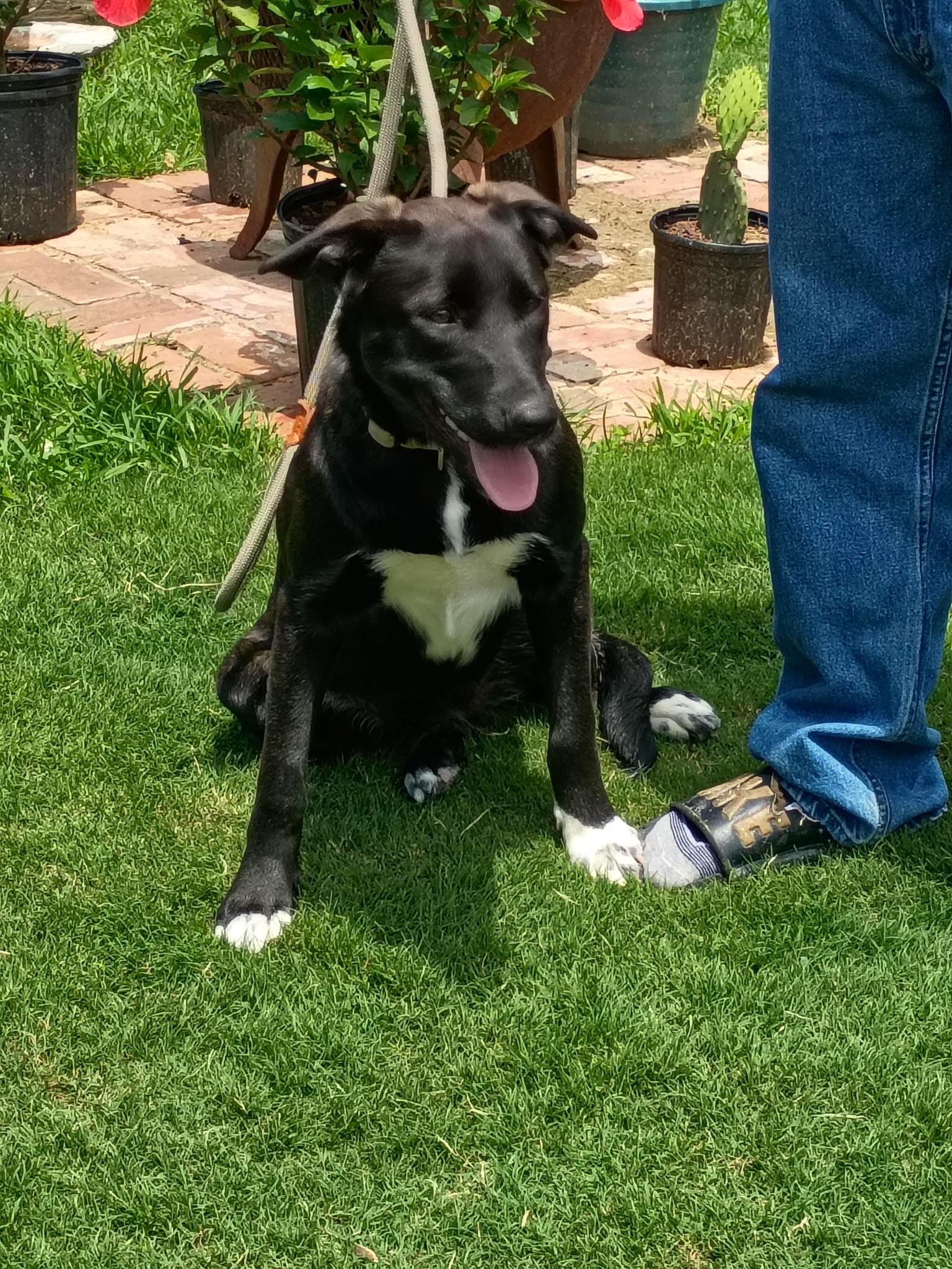 Enlarge RUBY, a ADOPTABLE mixed breed in Jackson, TN image 6/6