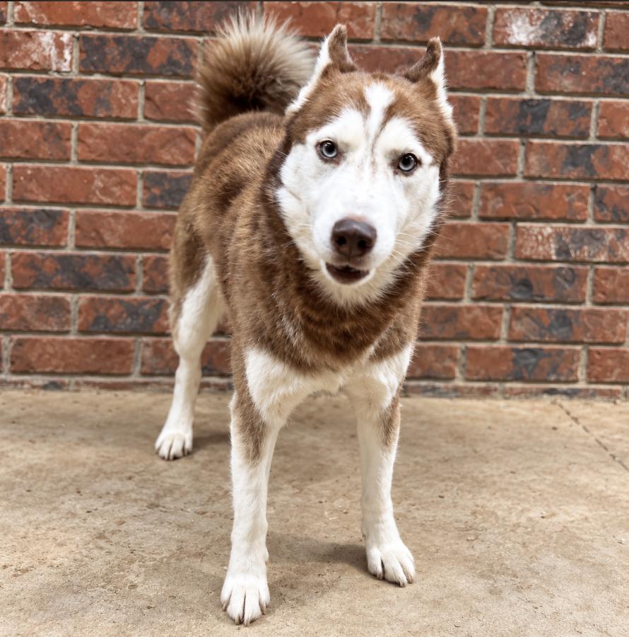 Enlarge Red, a Adoptable Siberian Husky in Cottonwood Heights, UT image 1/2
