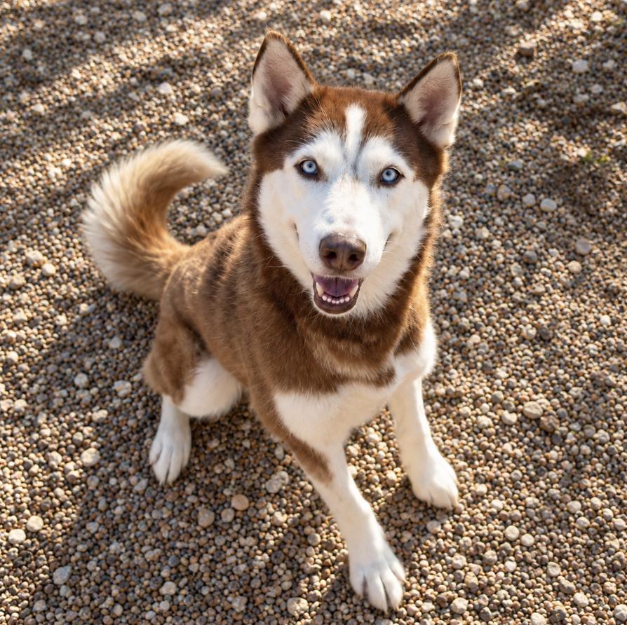 Enlarge Red, a Adoptable Siberian Husky in Cottonwood Heights, UT image 2/2