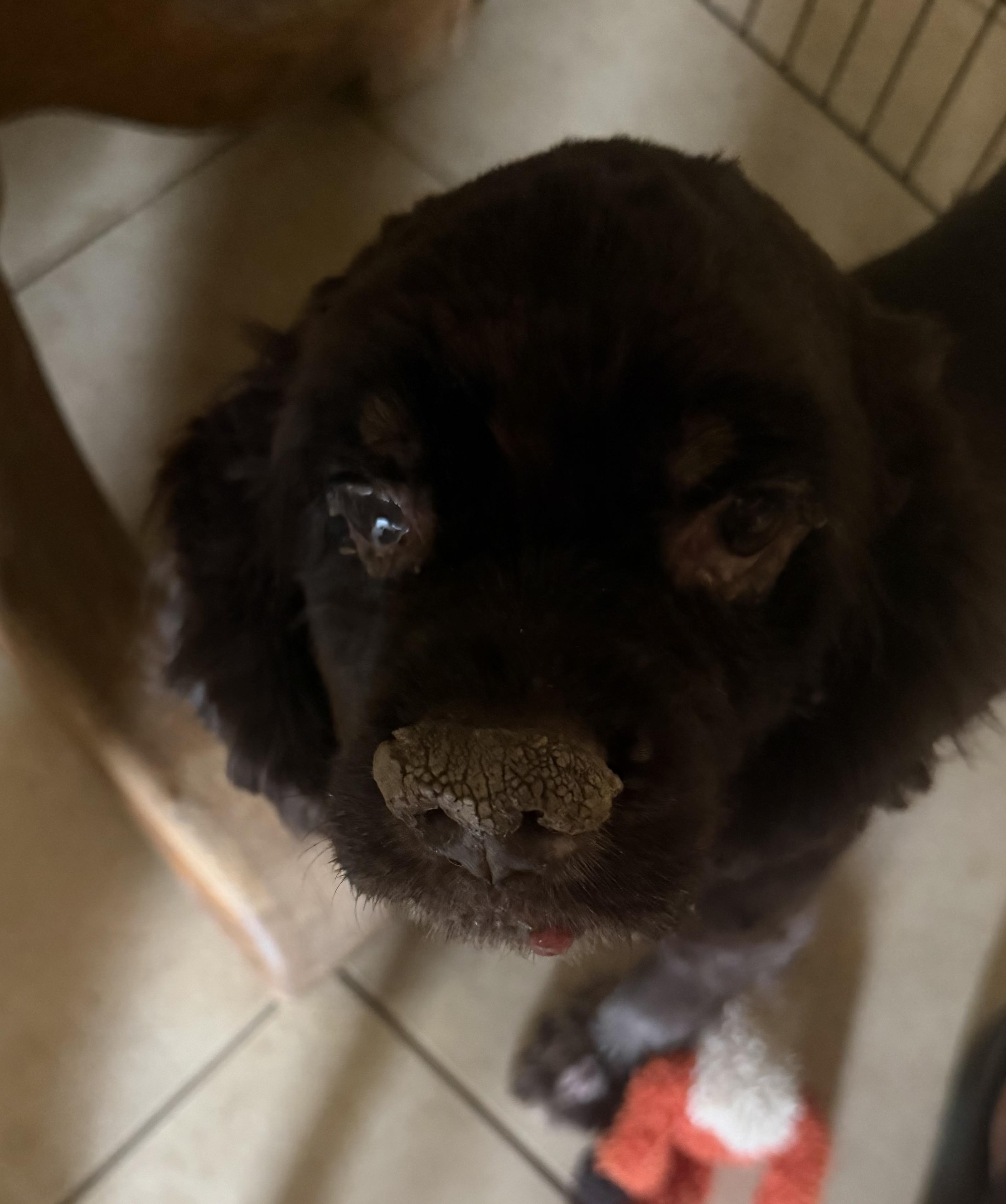 ANGUS, Adoptable, Senior Male Cocker Spaniel.