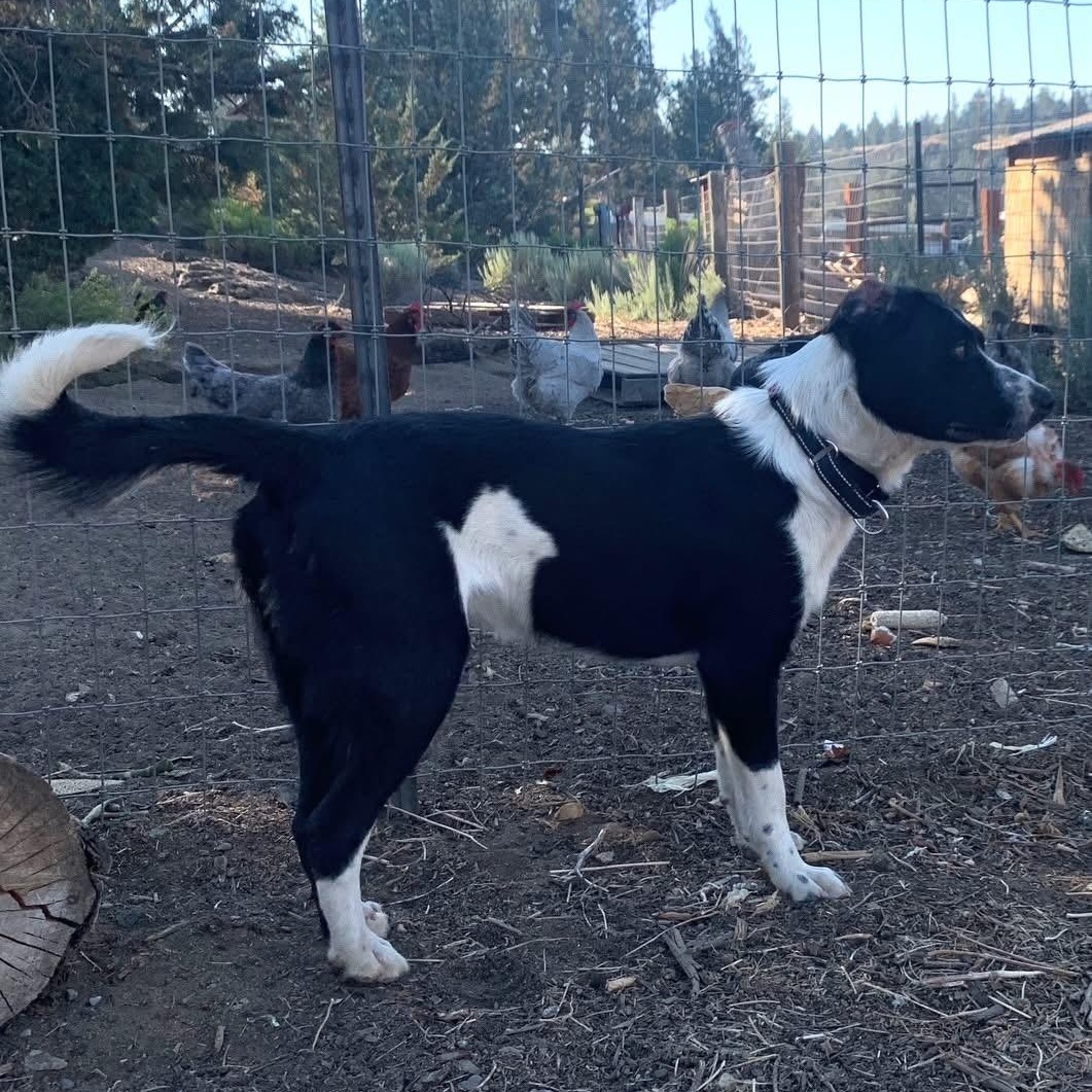 Whiske, an adoptable Border Collie in Bend, OR, 97702 | Photo Image 3