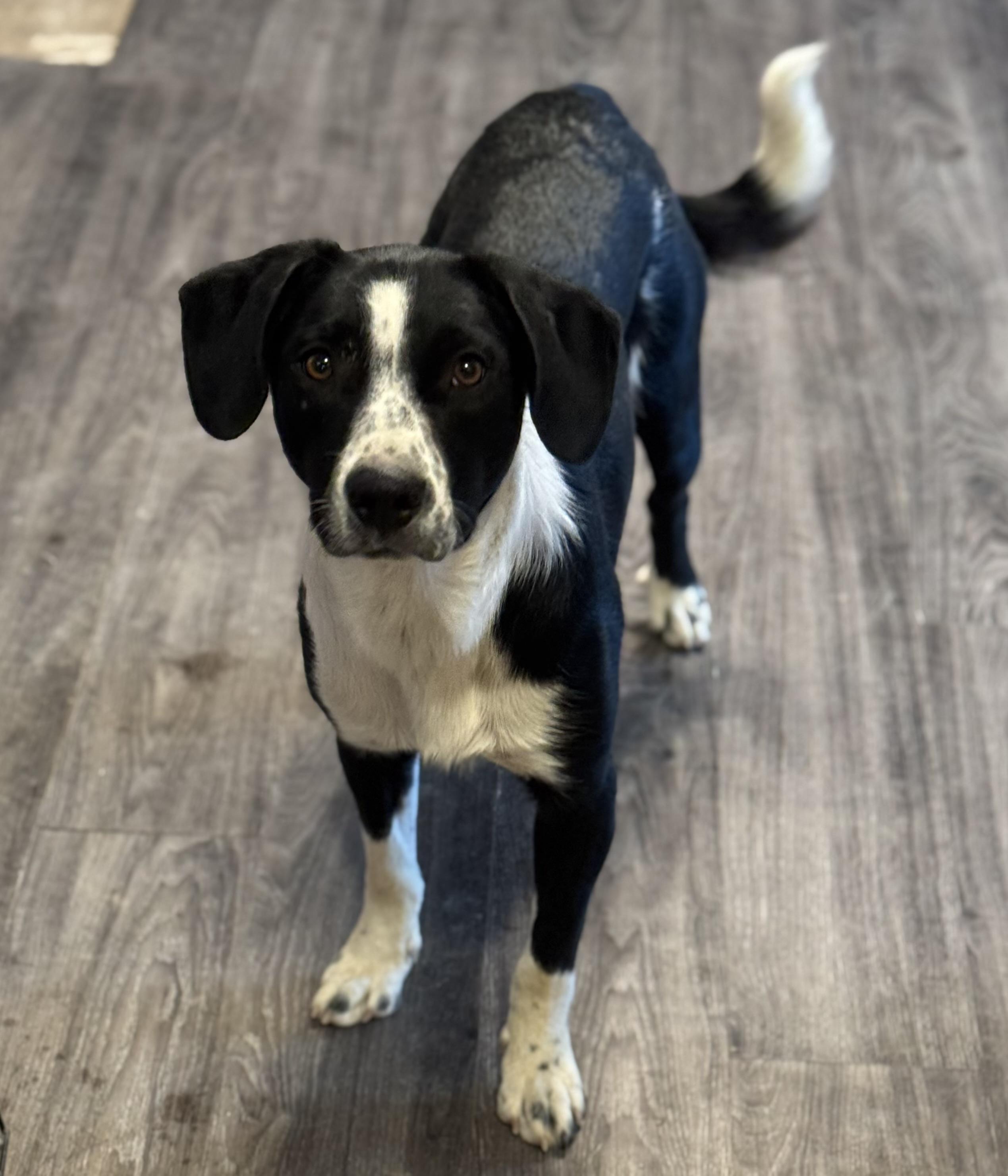 Whiske, an adoptable Border Collie in Bend, OR, 97702 | Photo Image 1