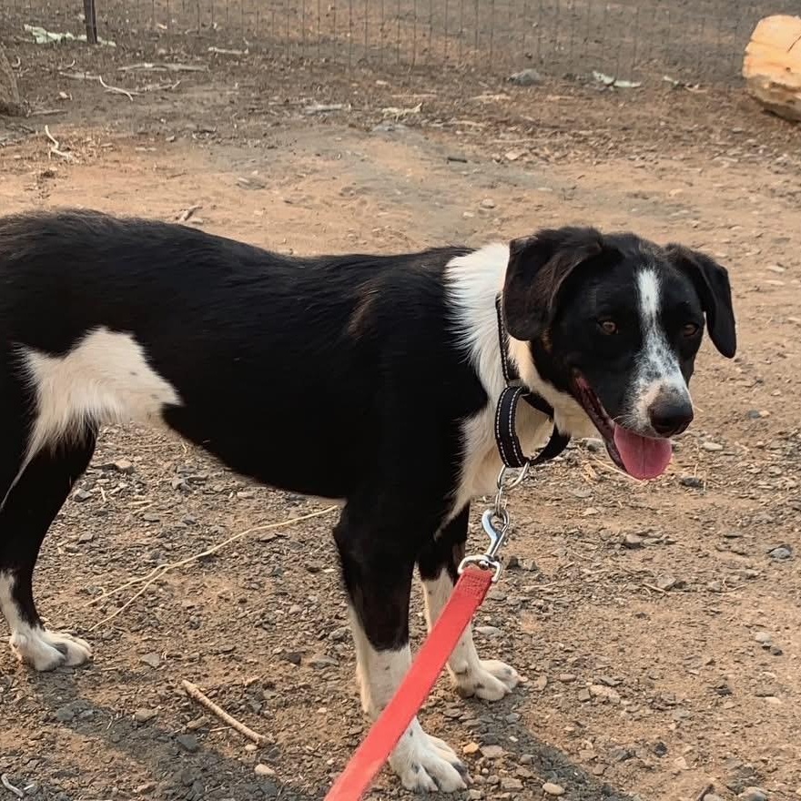 Whiske, an adoptable Border Collie in Bend, OR, 97702 | Photo Image 4