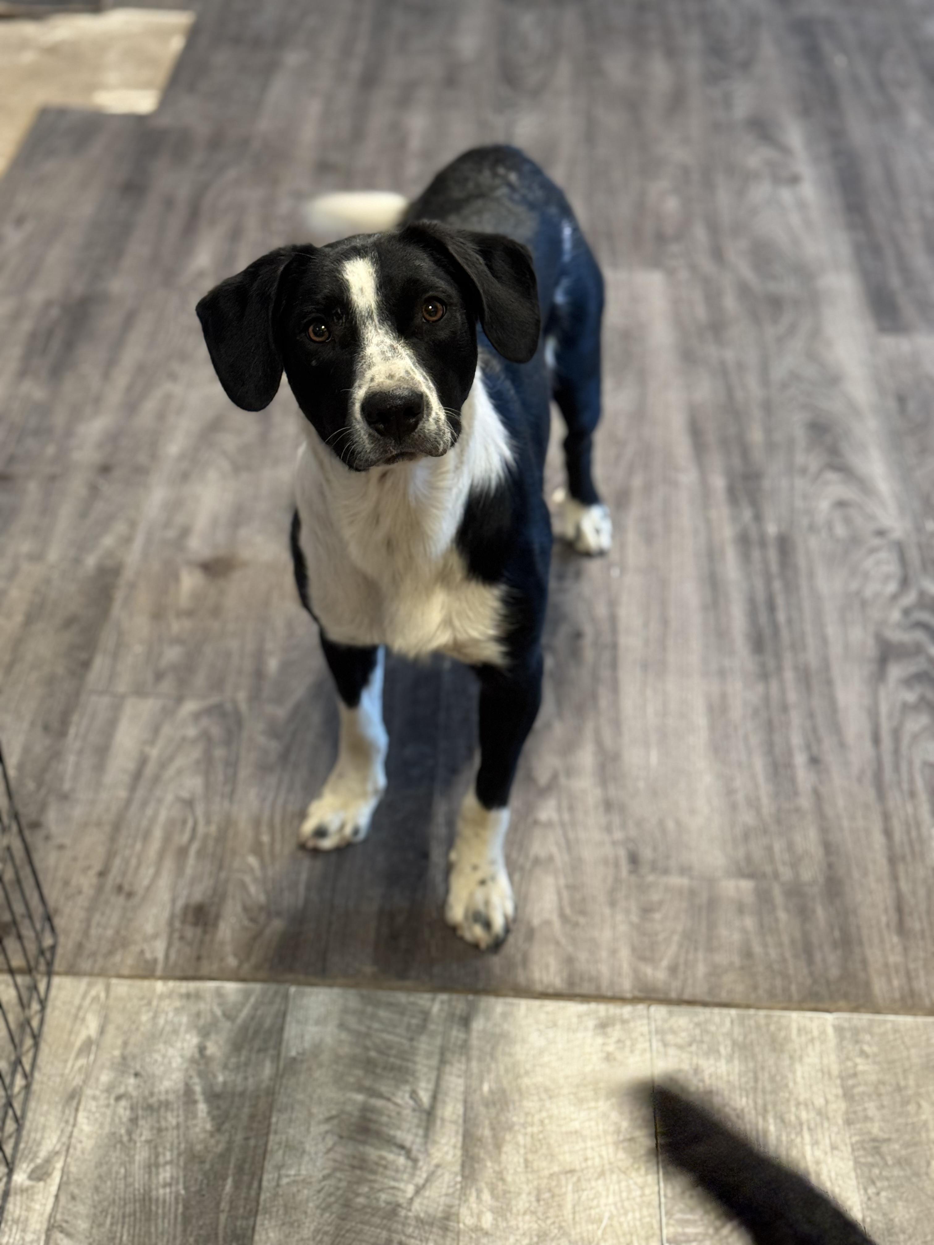 Whiske, an adoptable Border Collie in Bend, OR, 97702 | Photo Image 5