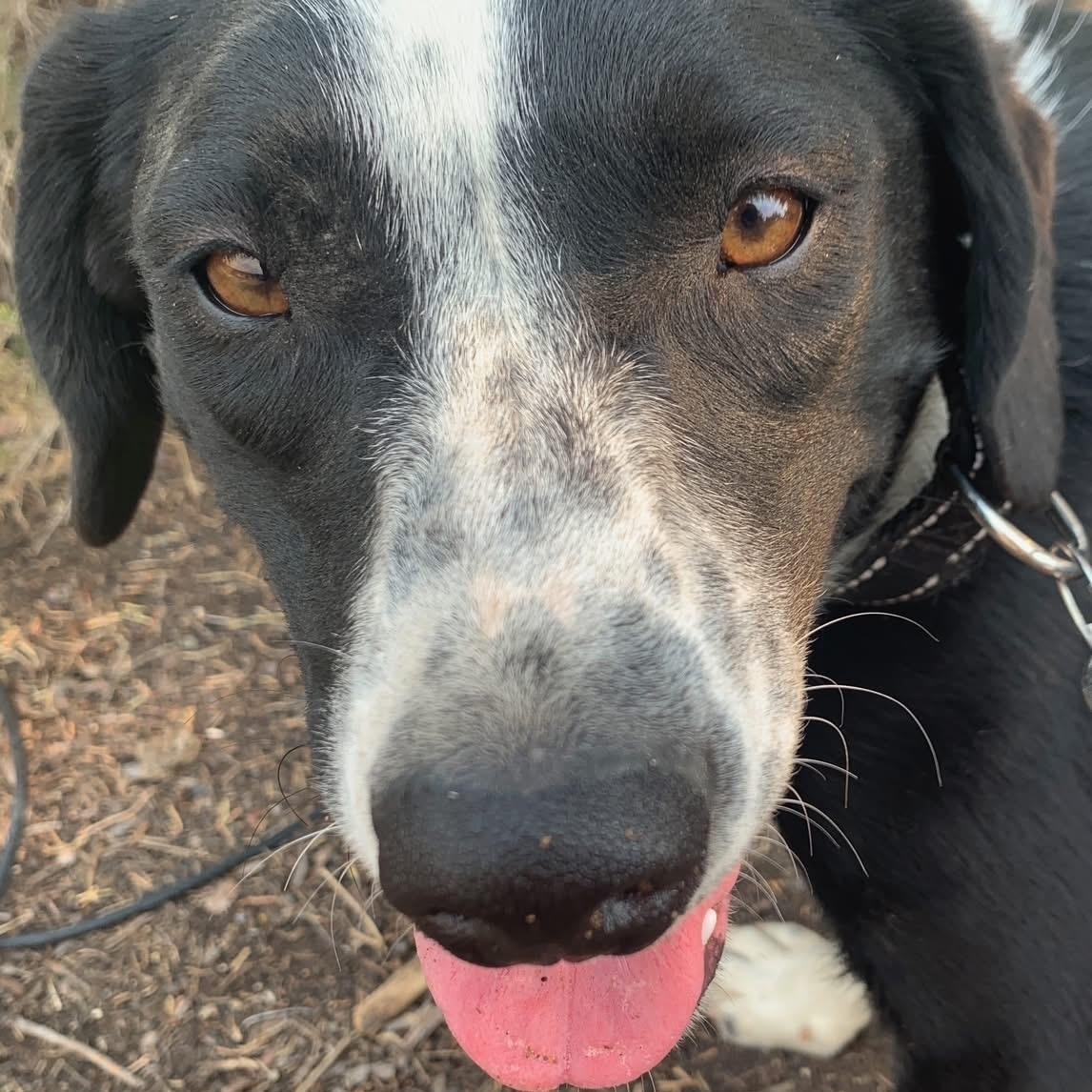 Whiske, an adoptable Border Collie in Bend, OR, 97702 | Photo Image 6