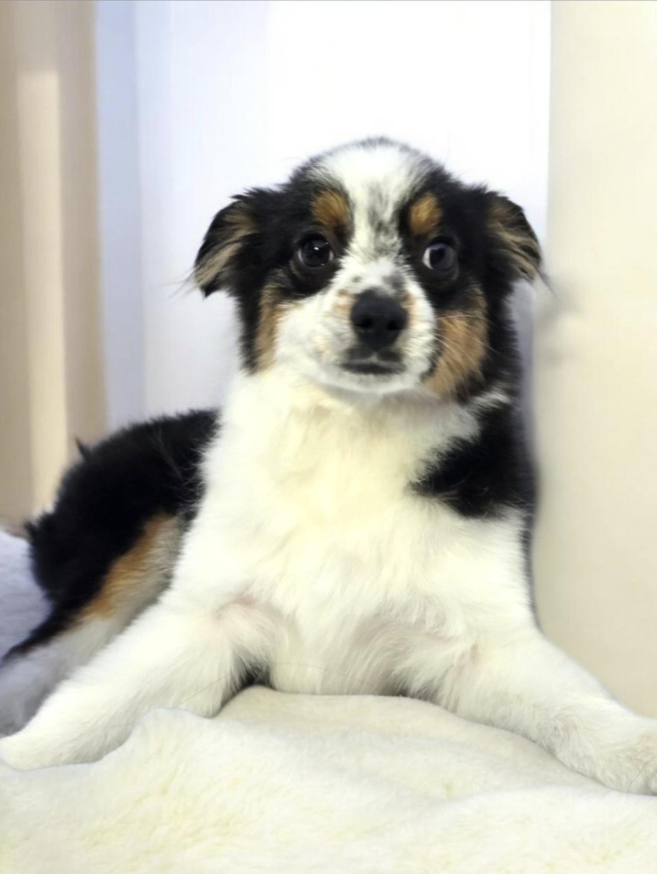 Chaplin , adopted, Puppy Male Australian Shepherd.