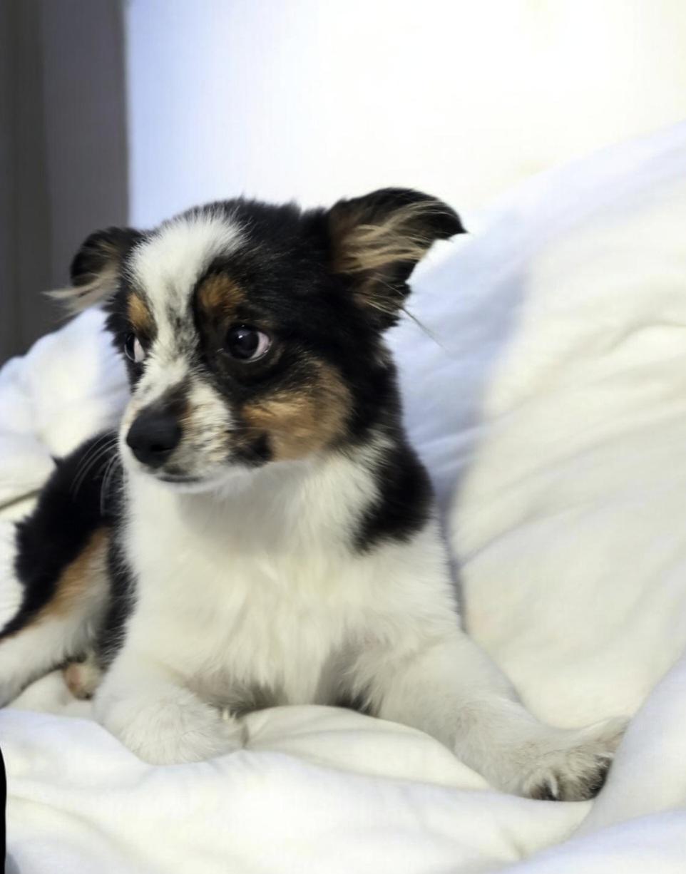 Enlarge Chaplin , an adopted Australian Shepherd in Hawthorne, CA image 5/5