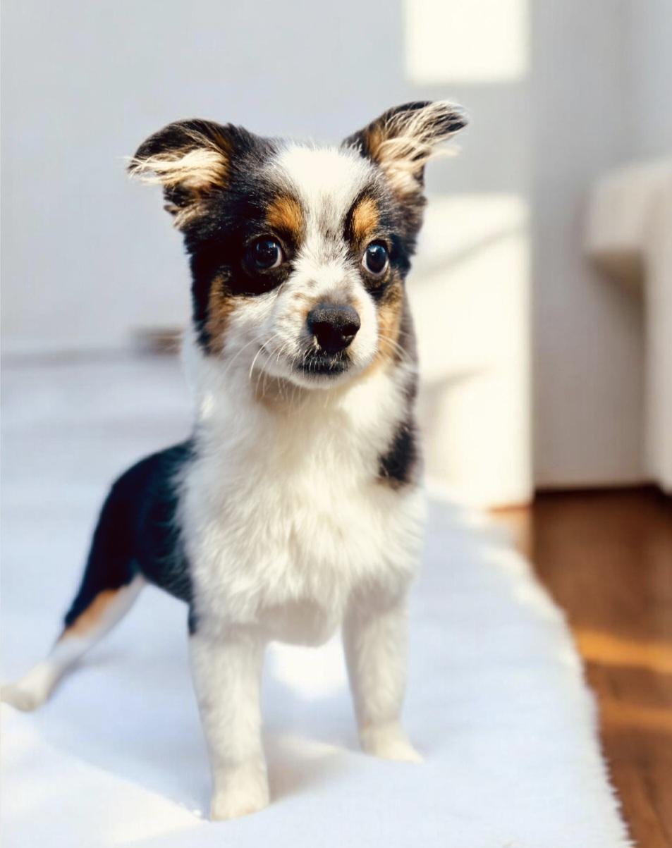 Enlarge Chaplin , an adopted Australian Shepherd in Hawthorne, CA image 2/5