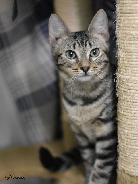 Frannie, Adopted, Kitten Female Domestic Medium Hair.