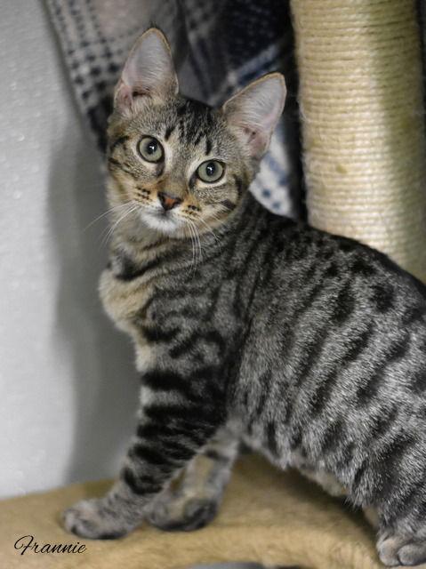 Frannie, a Adopted Domestic Medium Hair in Montgomery, TX image 2/3