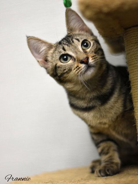 Frannie, a Adopted Domestic Medium Hair in Montgomery, TX image 3/3