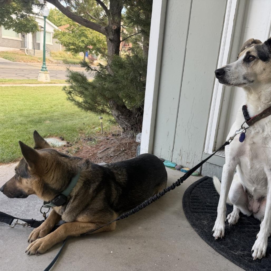 Rama, Adoptable, Adult Female Mixed Breed & Shepherd.