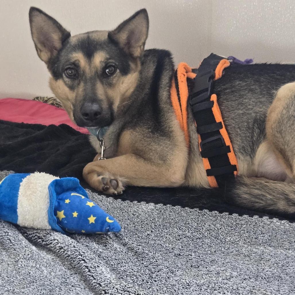Enlarge Rama, a Adoptable mixed breed in Salt Lake City, UT image 3/6