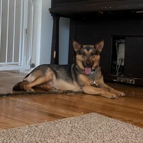 Enlarge Rama, a Adoptable mixed breed in Salt Lake City, UT image 5/6
