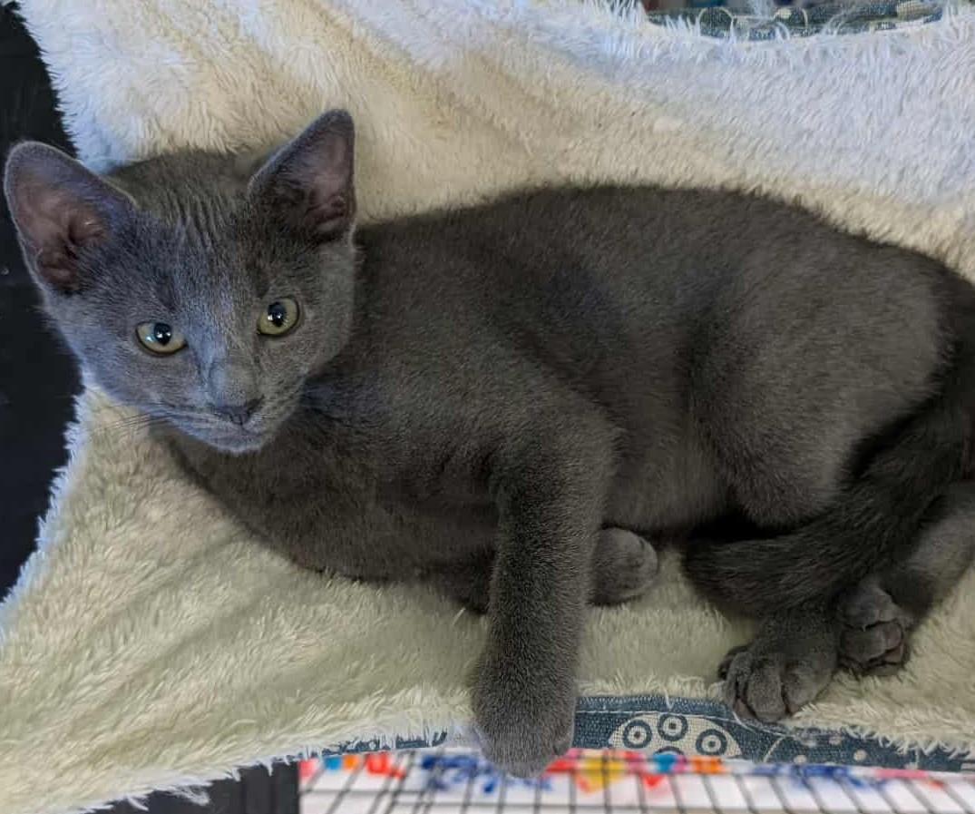 Cookie Dough, Adoptable, Kitten Female Domestic Short Hair.