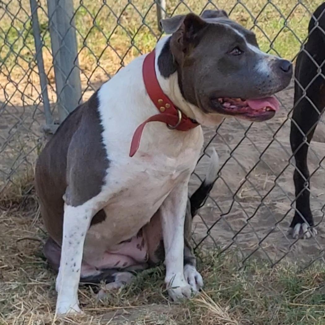 Big Girl (BG), a ADOPTABLE Pit Bull Terrier in Rockdale, TX image 2/3