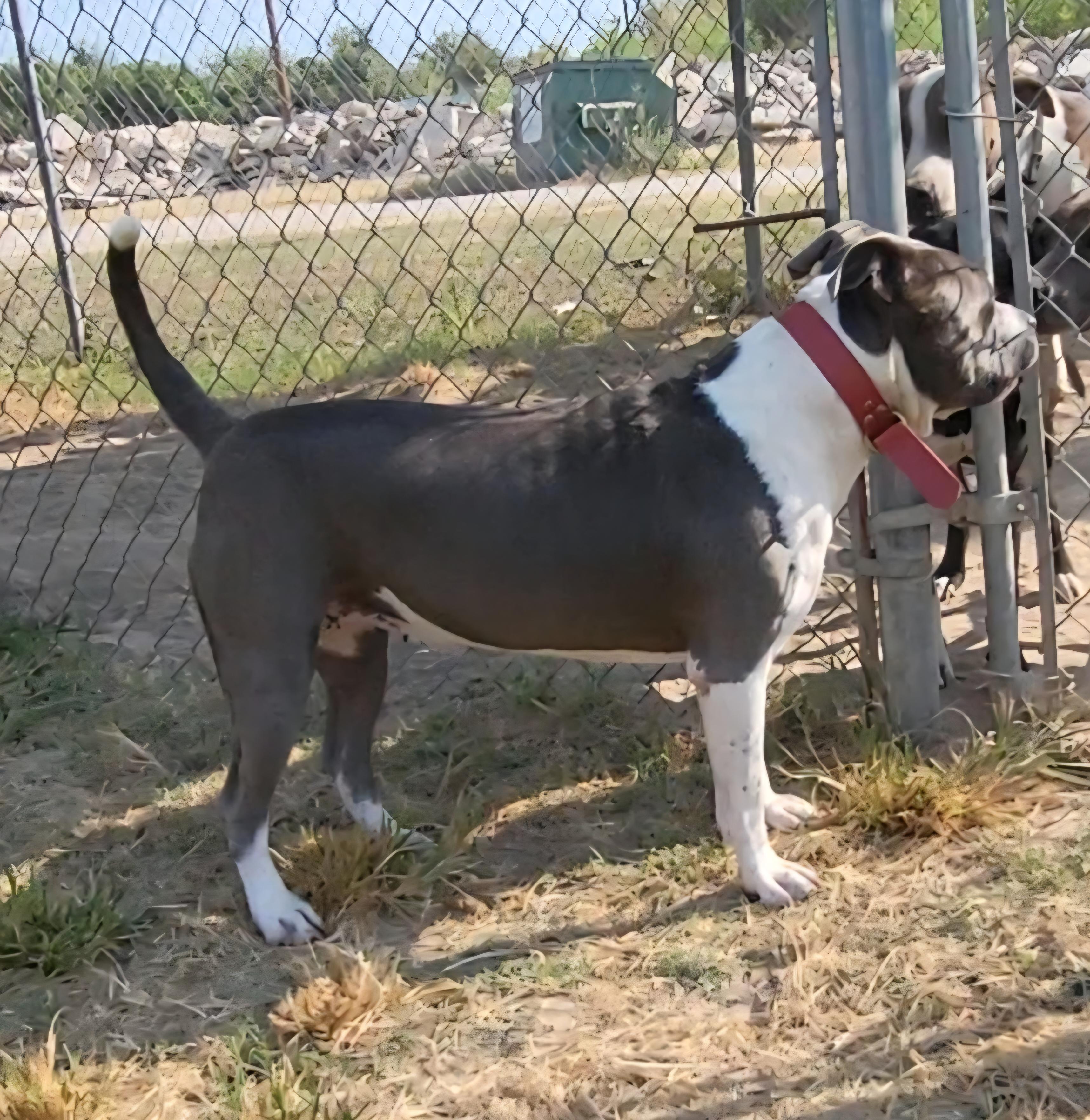 Big Girl (BG), a ADOPTABLE Pit Bull Terrier in Rockdale, TX image 3/3