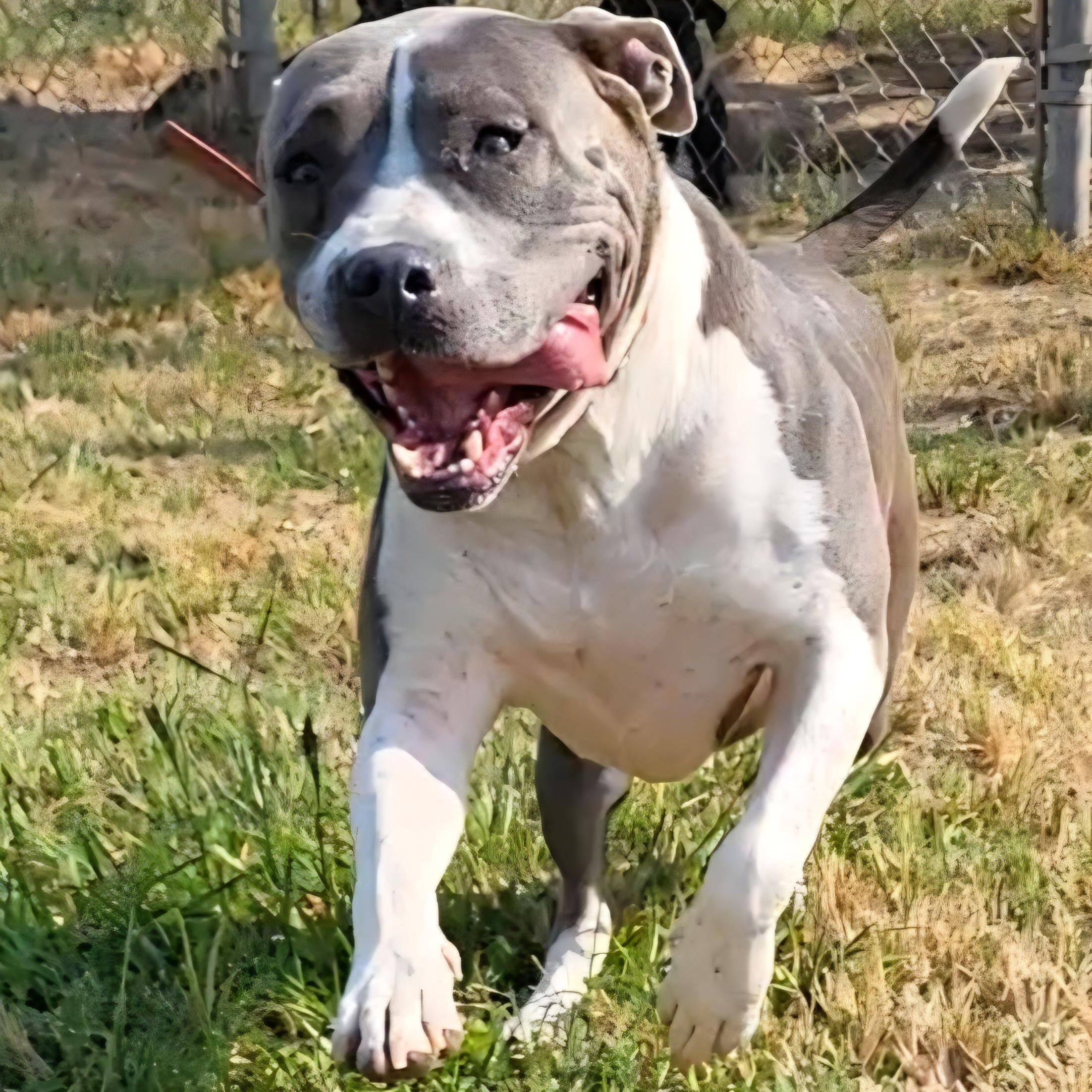 Big Girl (BG), ADOPTABLE, Adult Female Pit Bull Terrier.