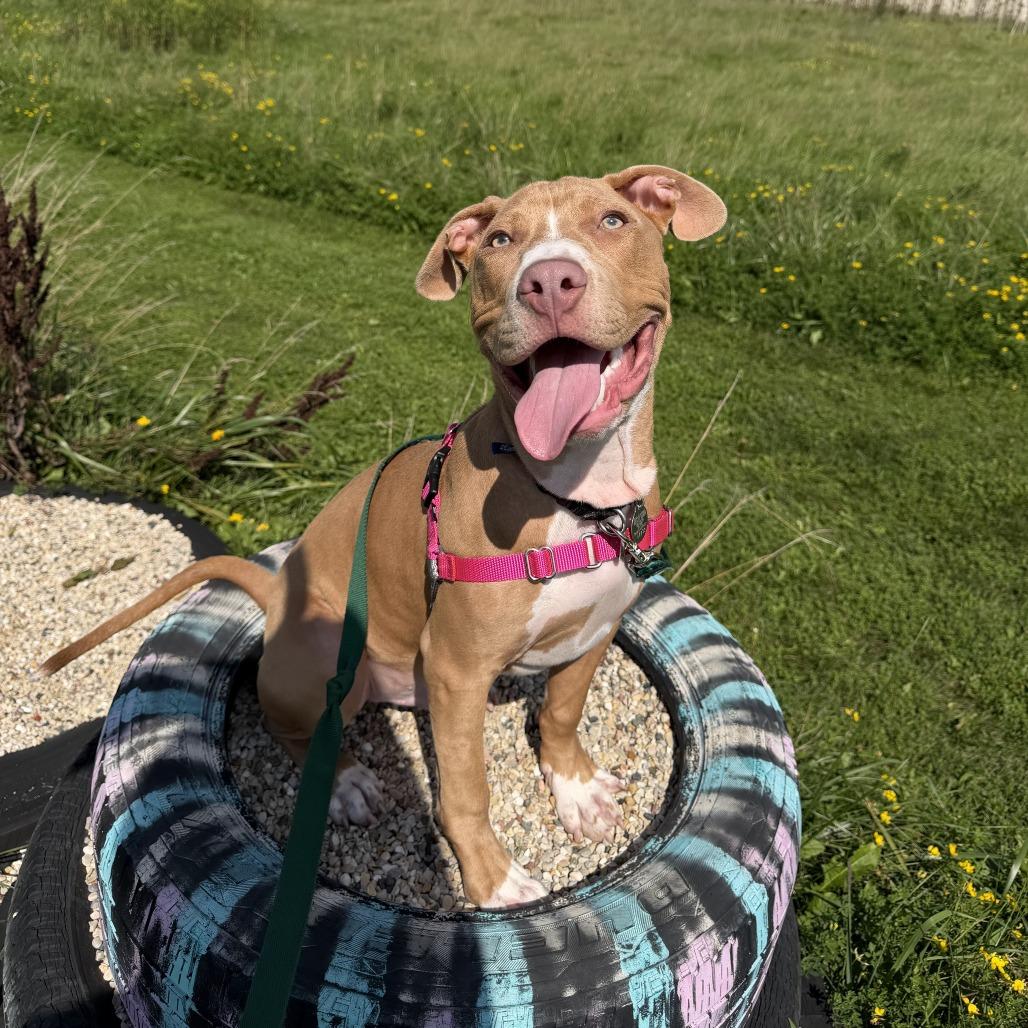 Scooby, Adoptable, Young Male Mixed Breed.