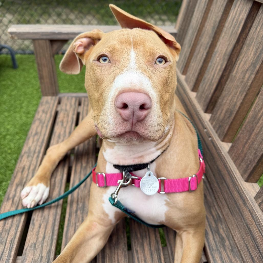 Enlarge Scooby, a Adoptable Mixed Breed in Waukesha, WI image 2/2