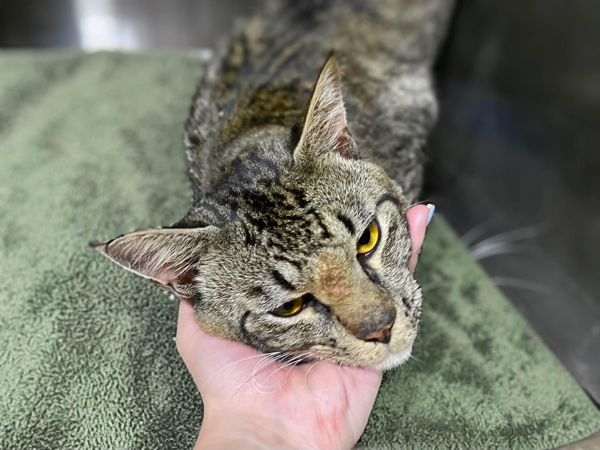 MONSTER, an adopted Domestic Short Hair in Graham, WA image 3/3