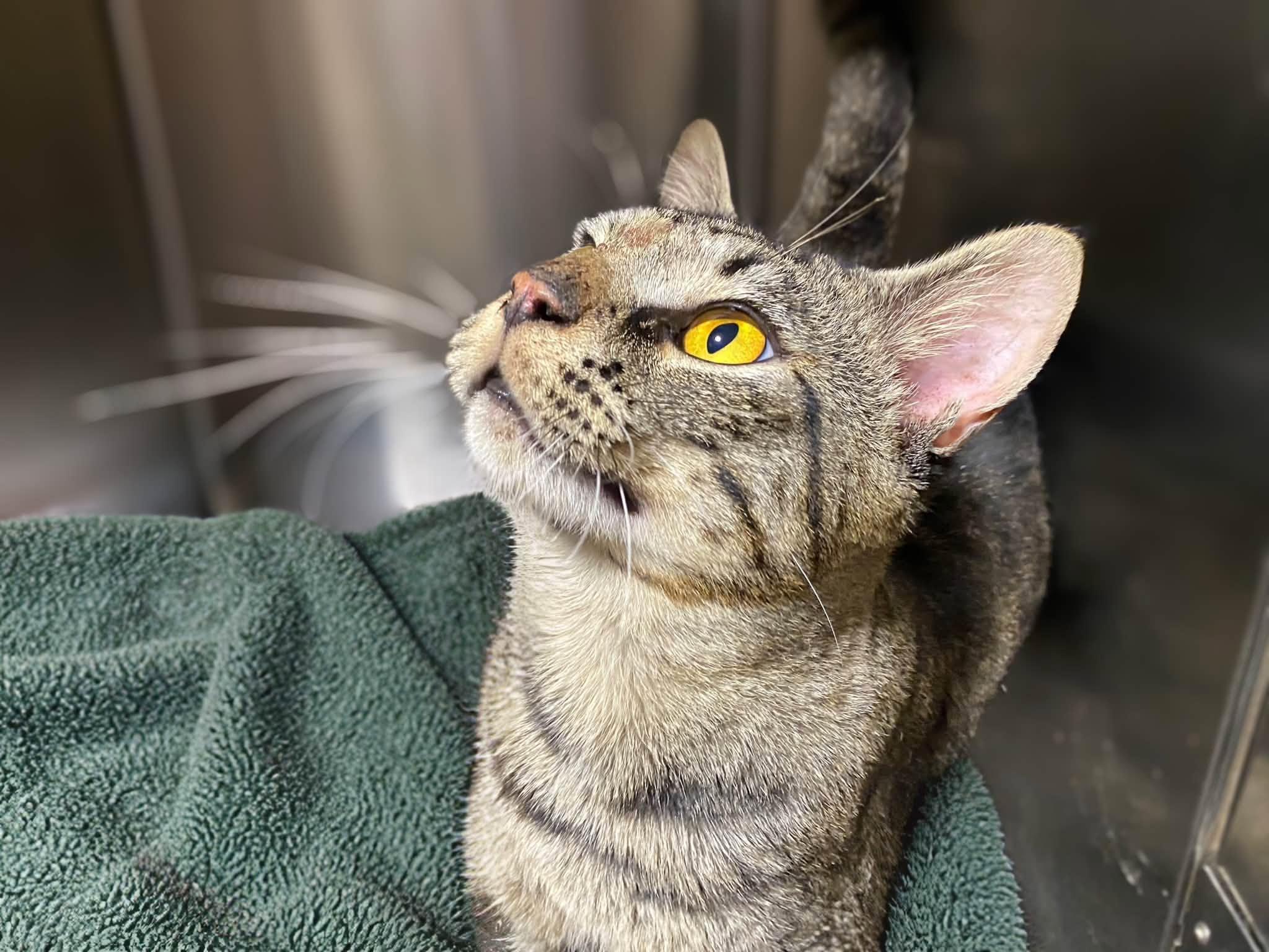 MONSTER, an adopted Domestic Short Hair in Graham, WA image 2/3