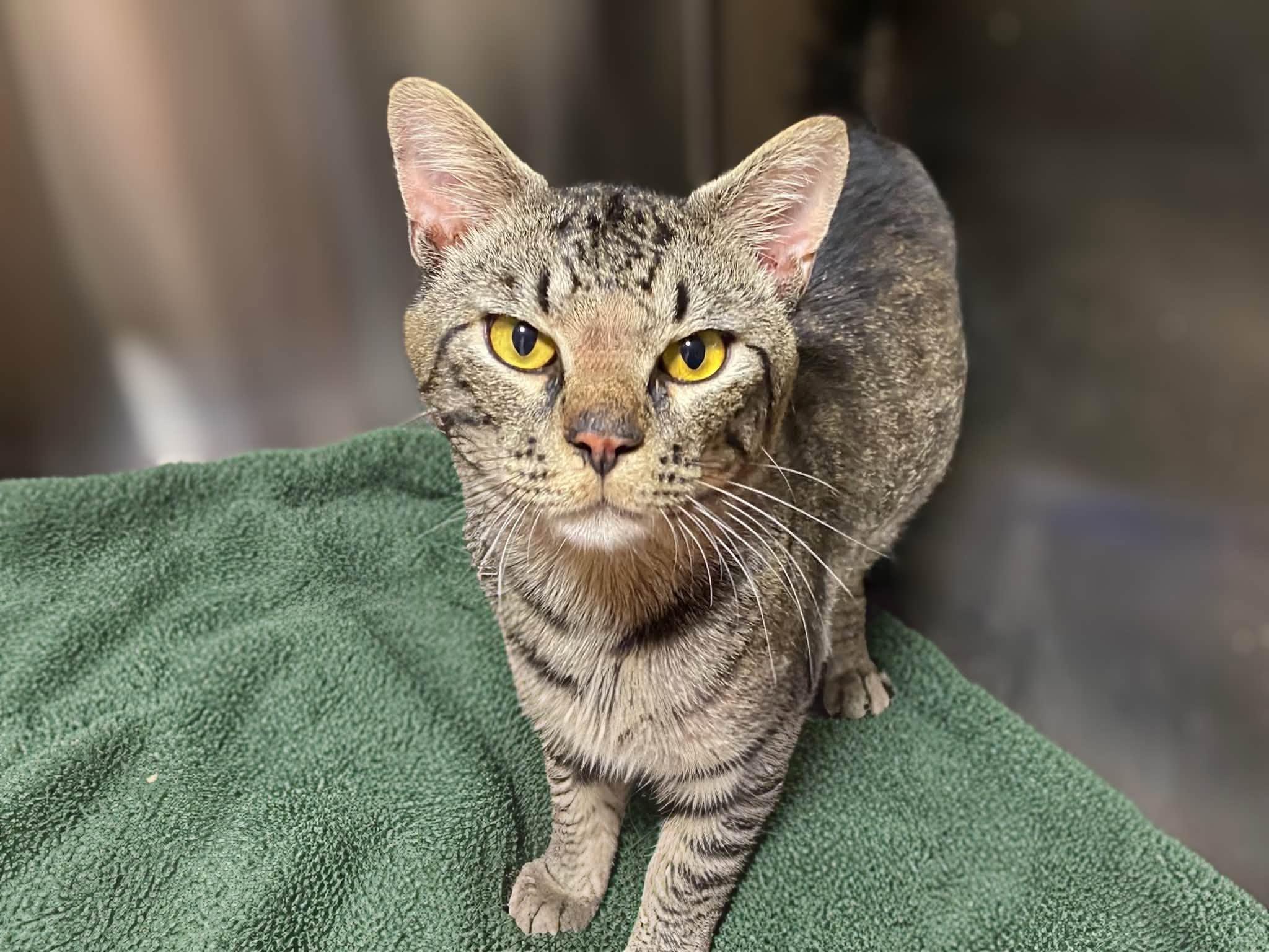MONSTER, adopted, Young Male Domestic Short Hair.