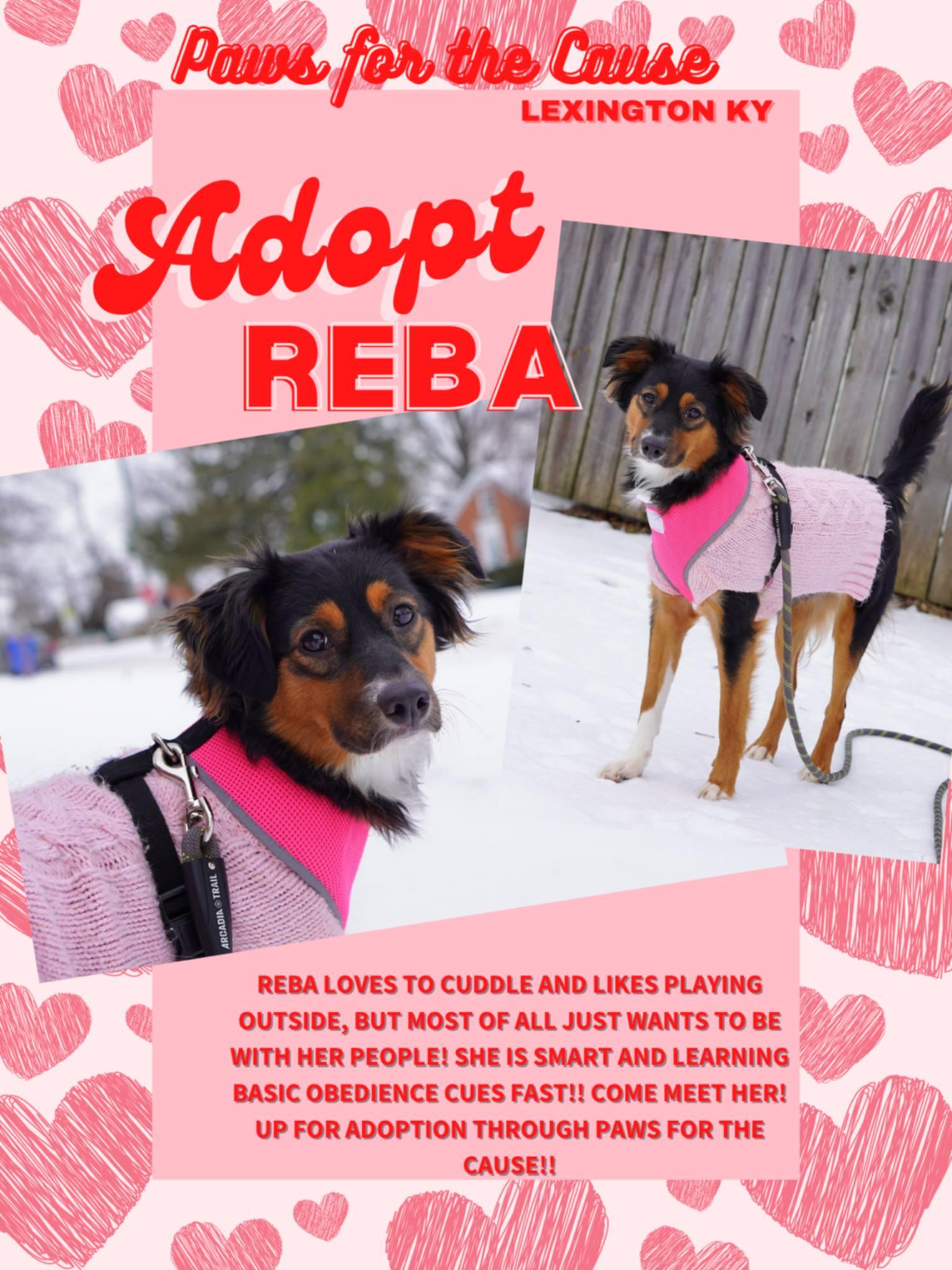 Enlarge Reba, an adopted Border Collie in Lexington, KY image 1/6