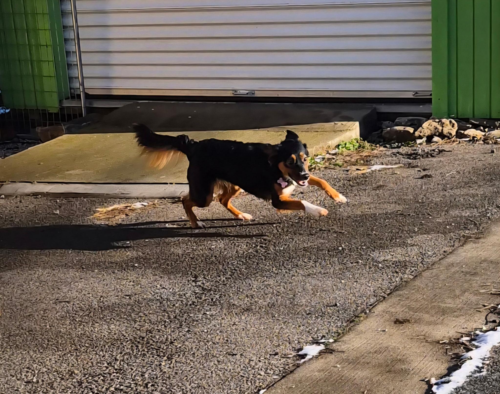 Enlarge Reba, an adopted Border Collie in Lexington, KY image 4/6