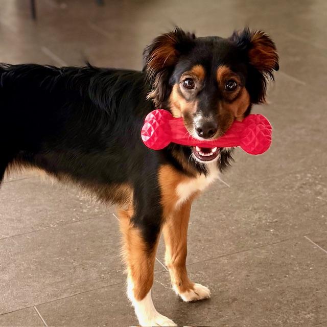 Enlarge Reba, an adopted Border Collie in Lexington, KY image 5/6
