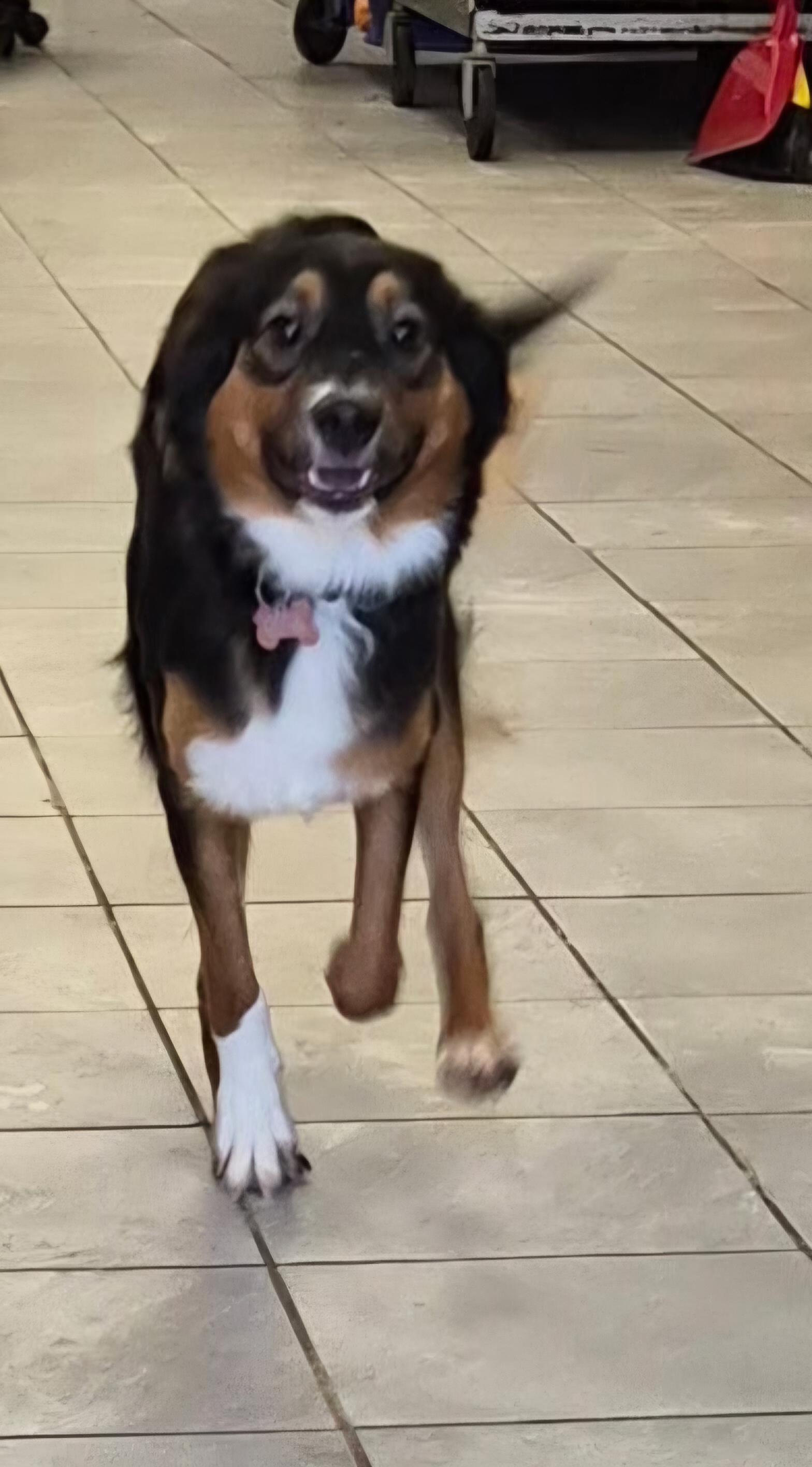 Enlarge Reba, an adopted Border Collie in Lexington, KY image 6/6