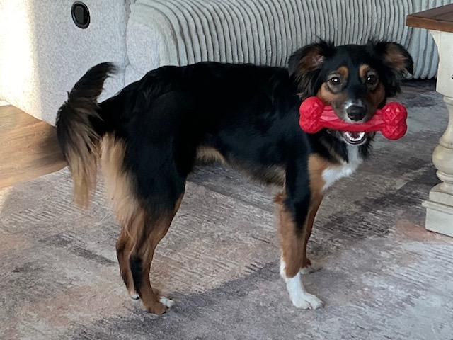 Enlarge Reba, an adopted Border Collie in Lexington, KY image 3/6