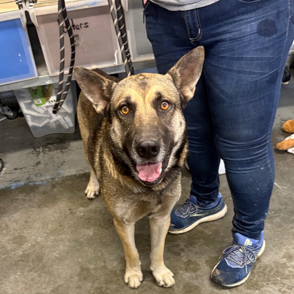 Chase, Adoptable, Adult Male Mixed Breed.