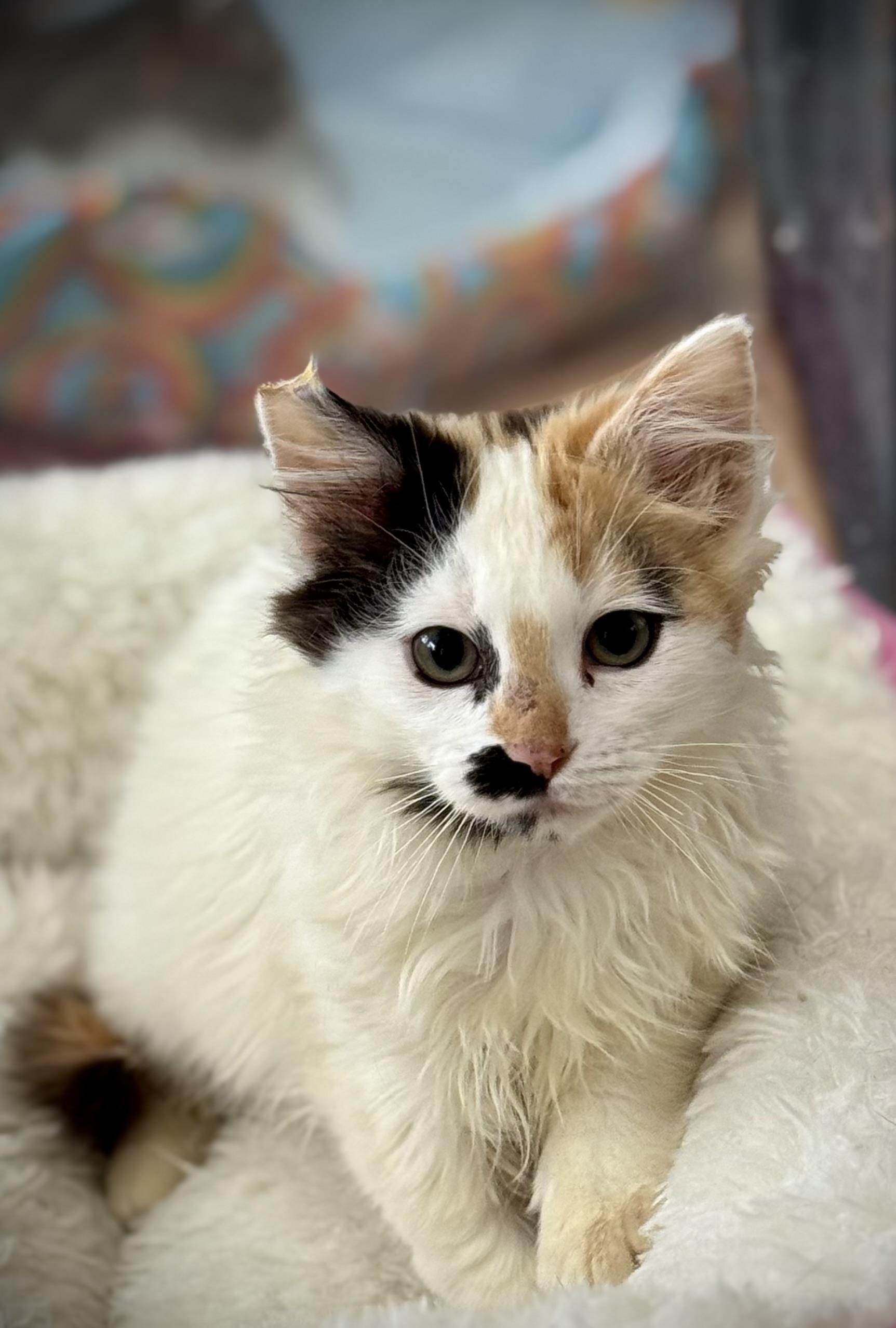 Enlarge Chicken Little, an adopted Domestic Medium Hair in Auburn, CA image 3/3