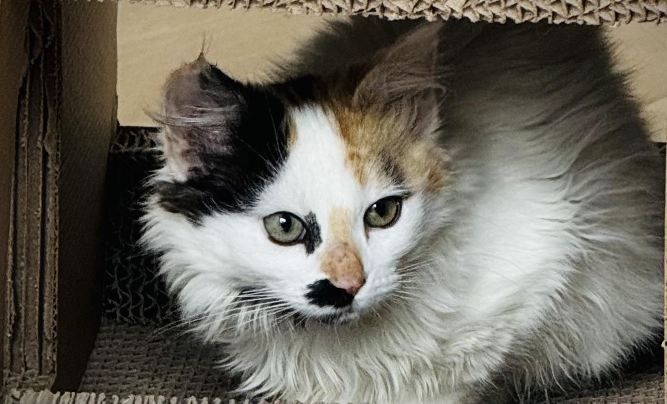 Enlarge Chicken Little, an adopted Domestic Medium Hair in Auburn, CA image 2/3