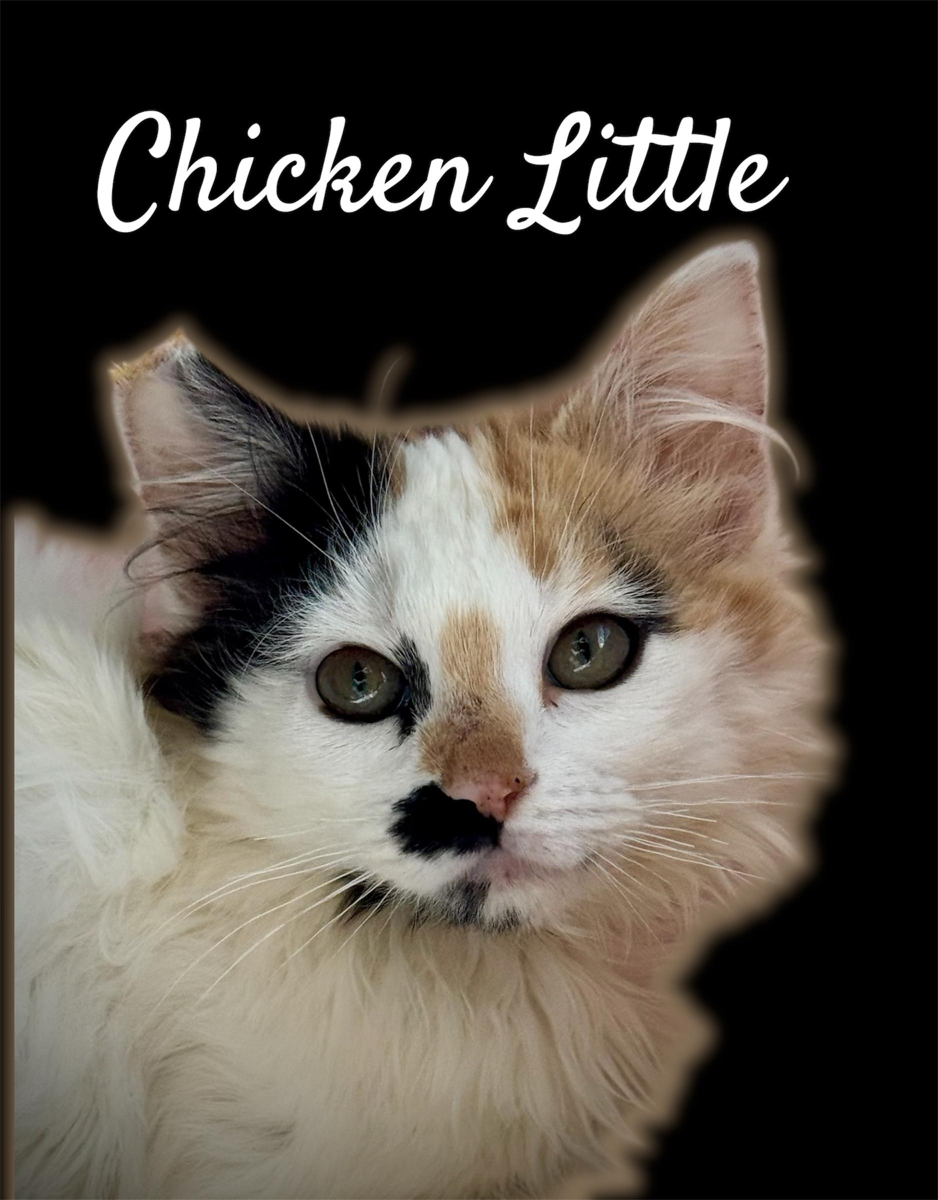 Chicken Little, adopted, Kitten Female Domestic Medium Hair.