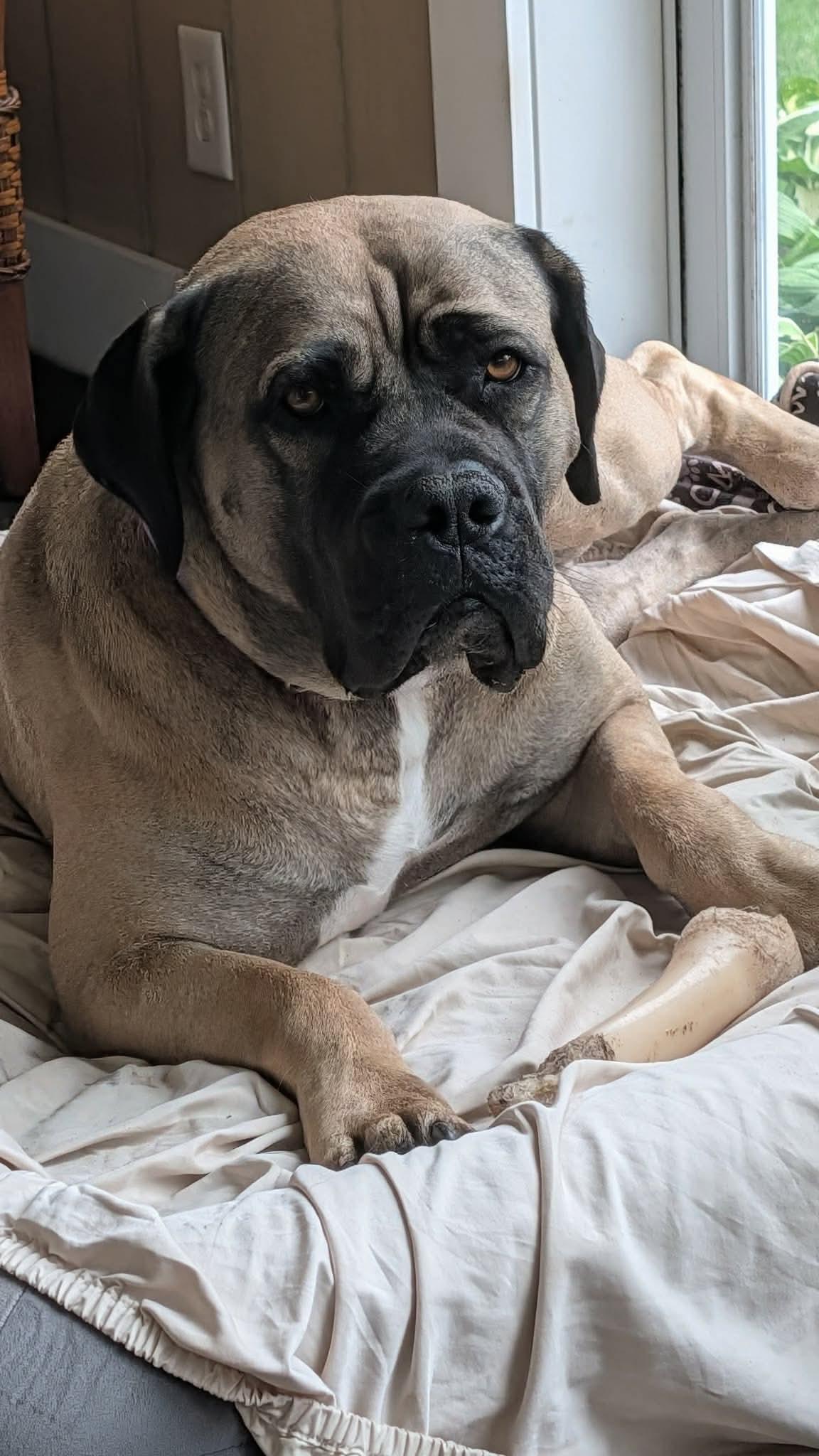 Enlarge Peanut, a ADOPTABLE Boerboel in Rochester , NY image 5/5