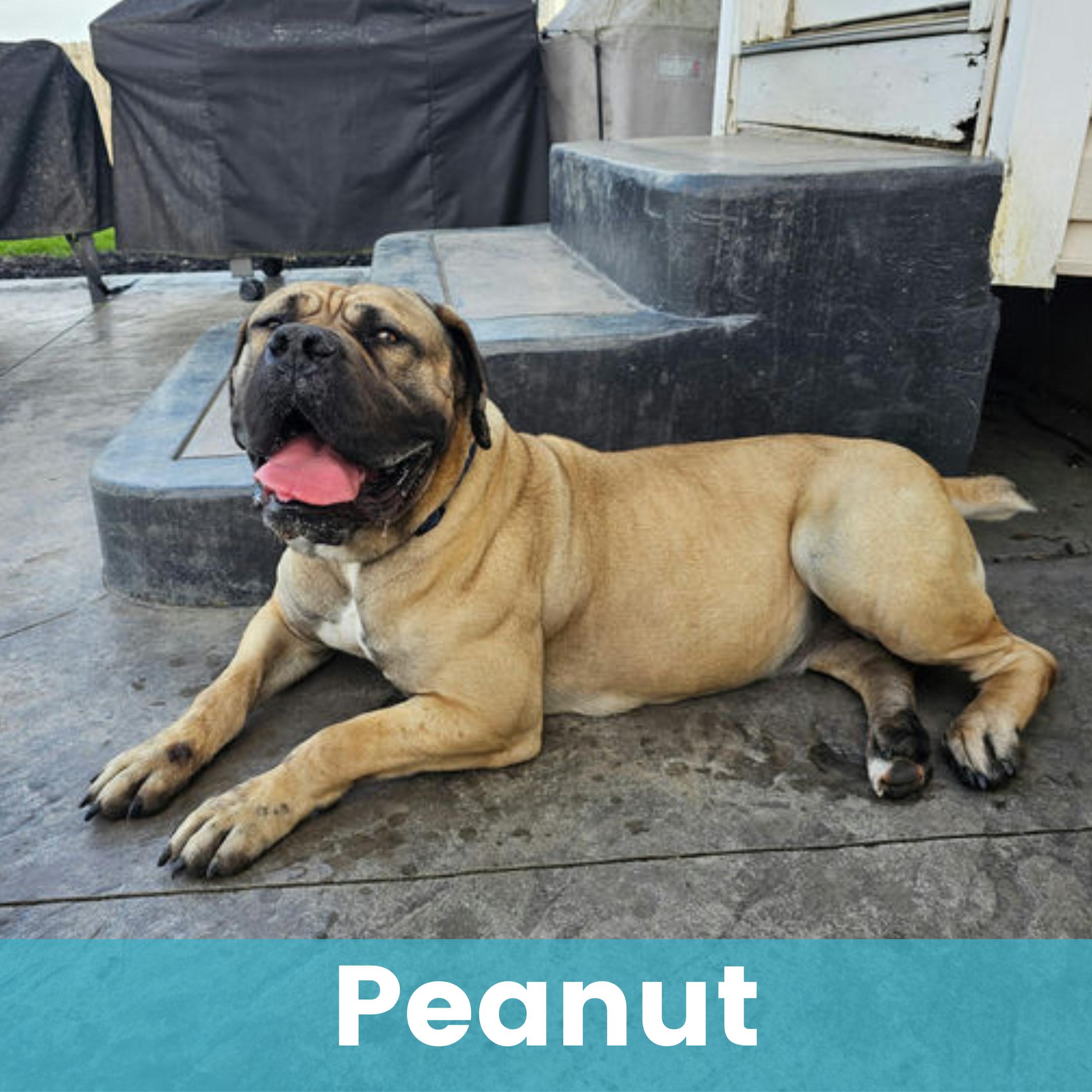 Peanut, ADOPTABLE, Young Female Boerboel.