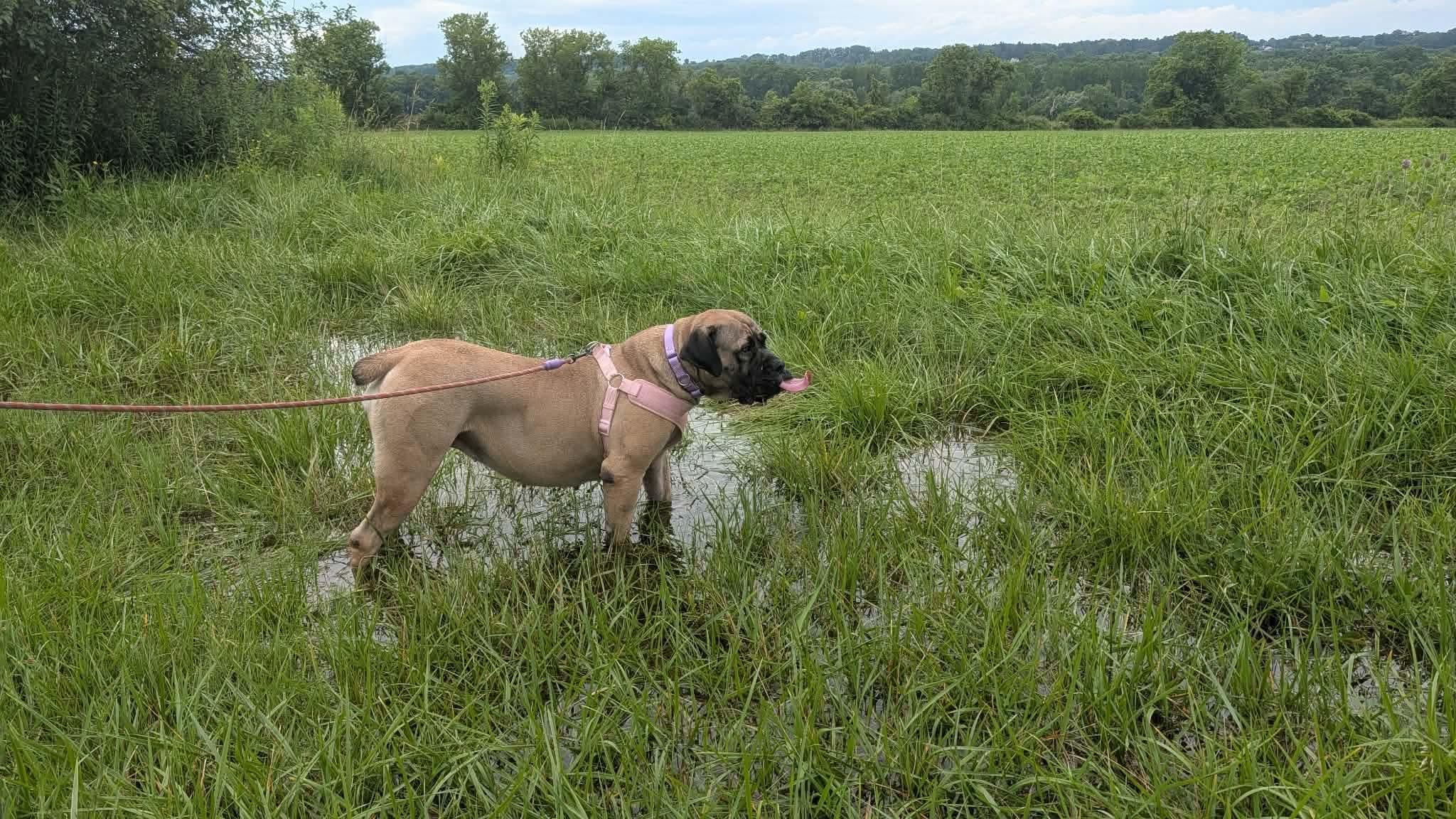 Enlarge Peanut, a ADOPTABLE Boerboel in Rochester , NY image 4/5