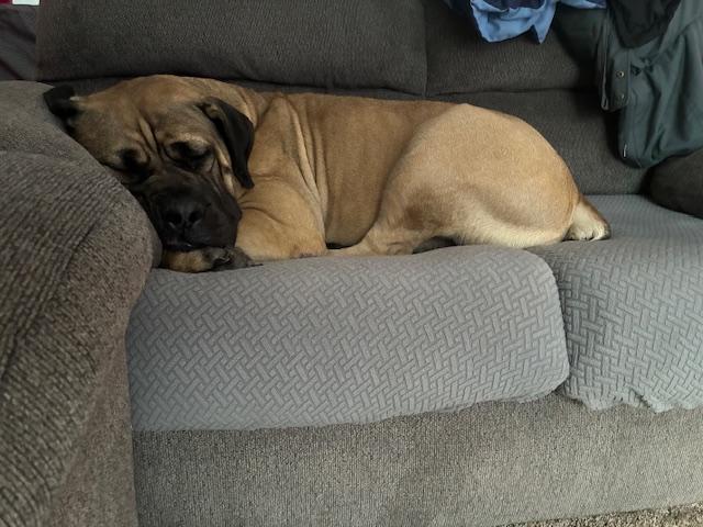 Enlarge Peanut, a ADOPTABLE Boerboel in Rochester , NY image 2/5