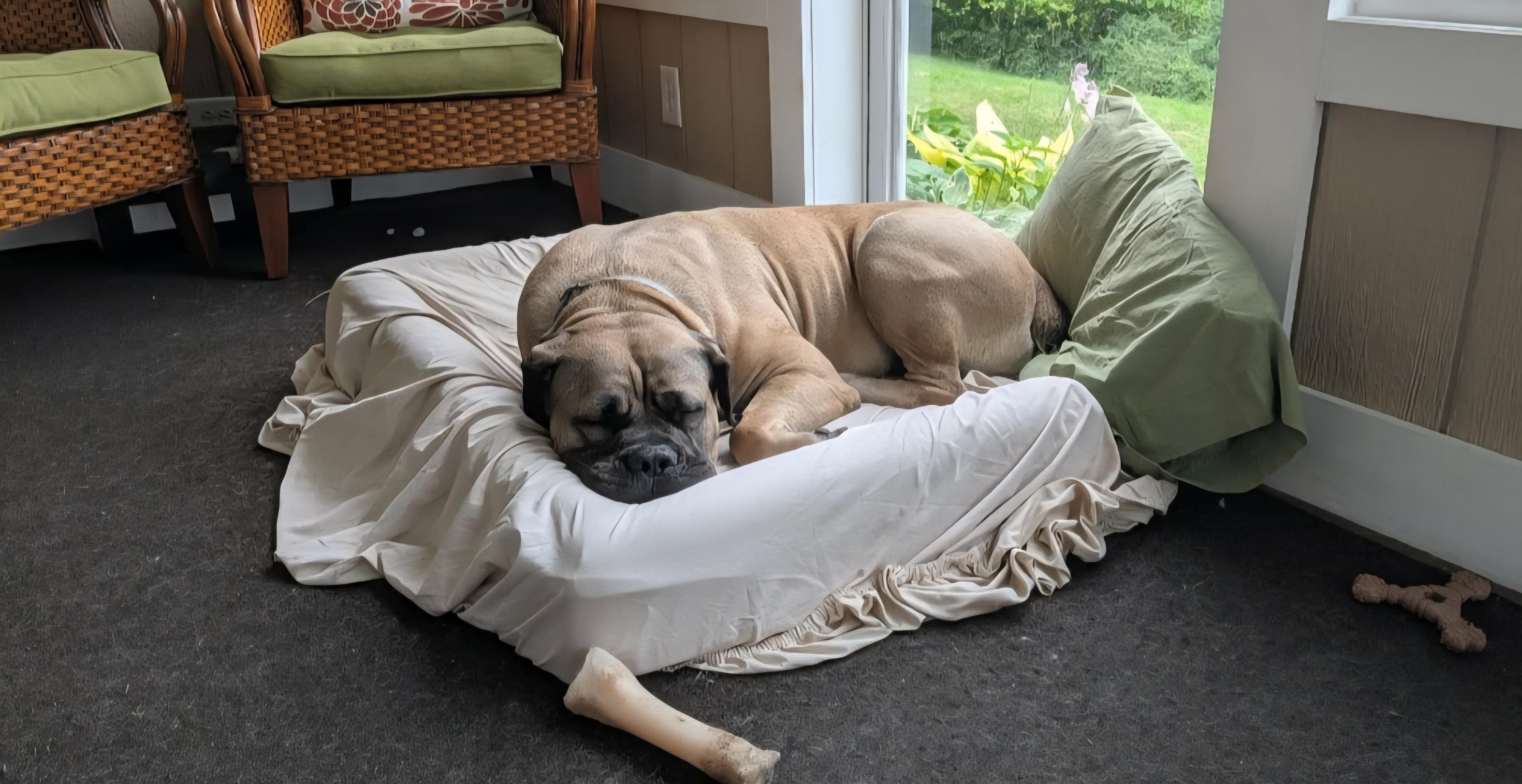 Enlarge Peanut, a ADOPTABLE Boerboel in Rochester , NY image 3/5