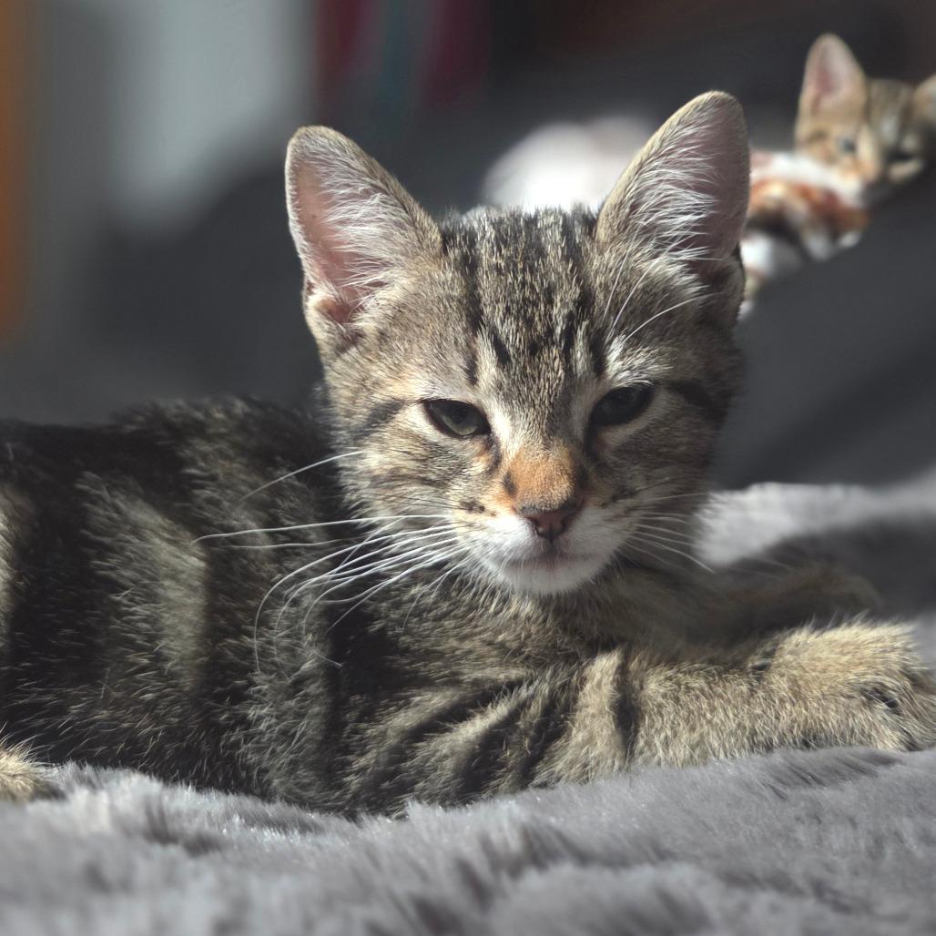 Enlarge Basil, a Adoptable Domestic Short Hair in Houston, TX image 1/1