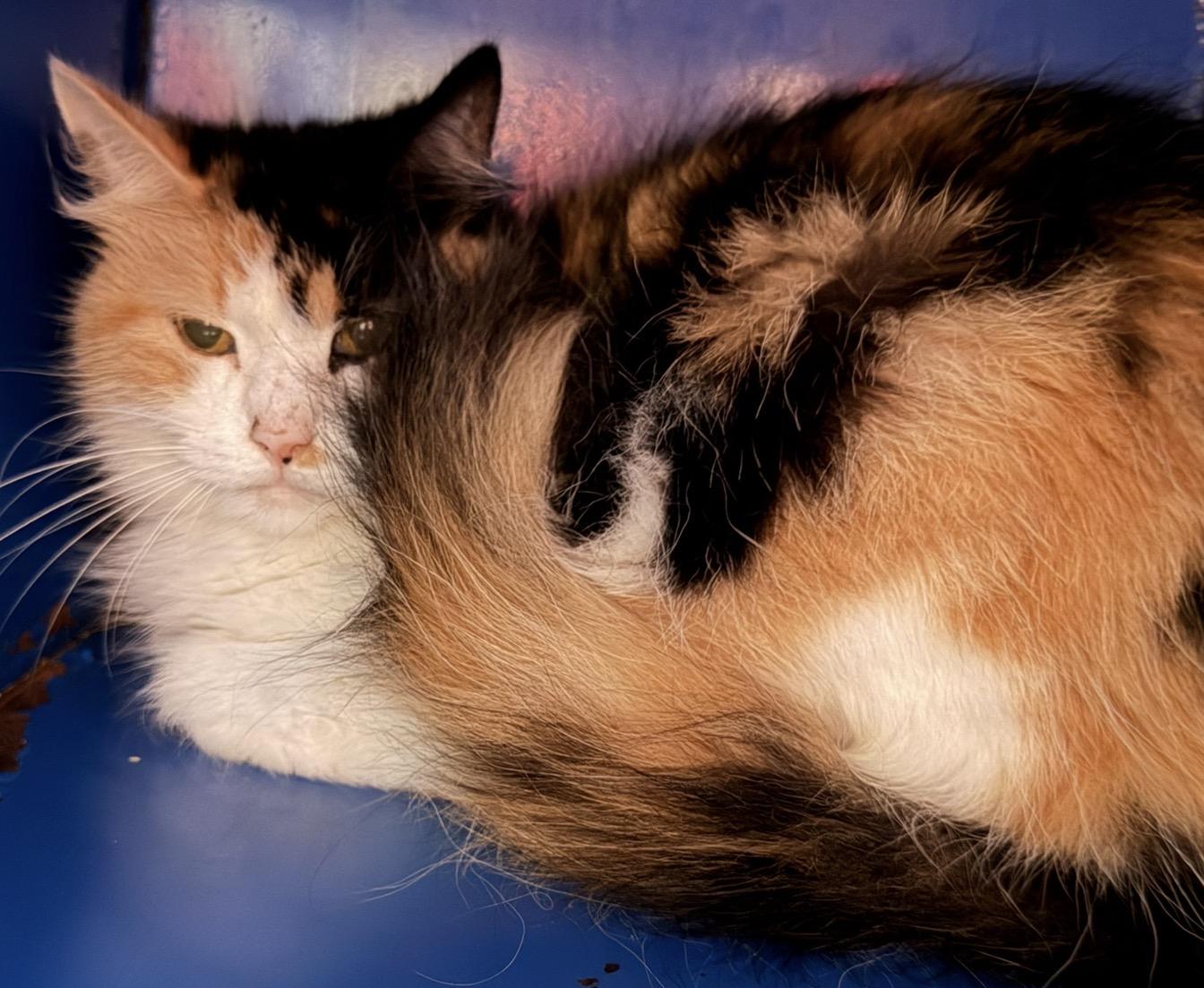 Enlarge Bonnie, a Adoptable Domestic Medium Hair in Sault Sainte Marie, MI image 2/2