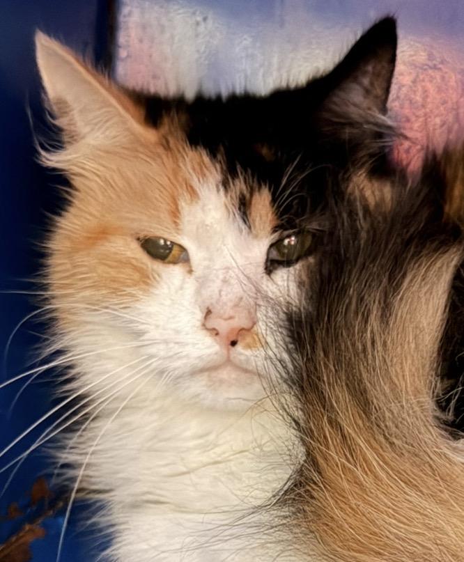 Enlarge Bonnie, a Adoptable Domestic Medium Hair in Sault Sainte Marie, MI image 1/2