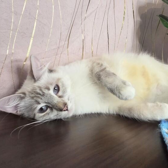 Mirelda — thumbnail 4