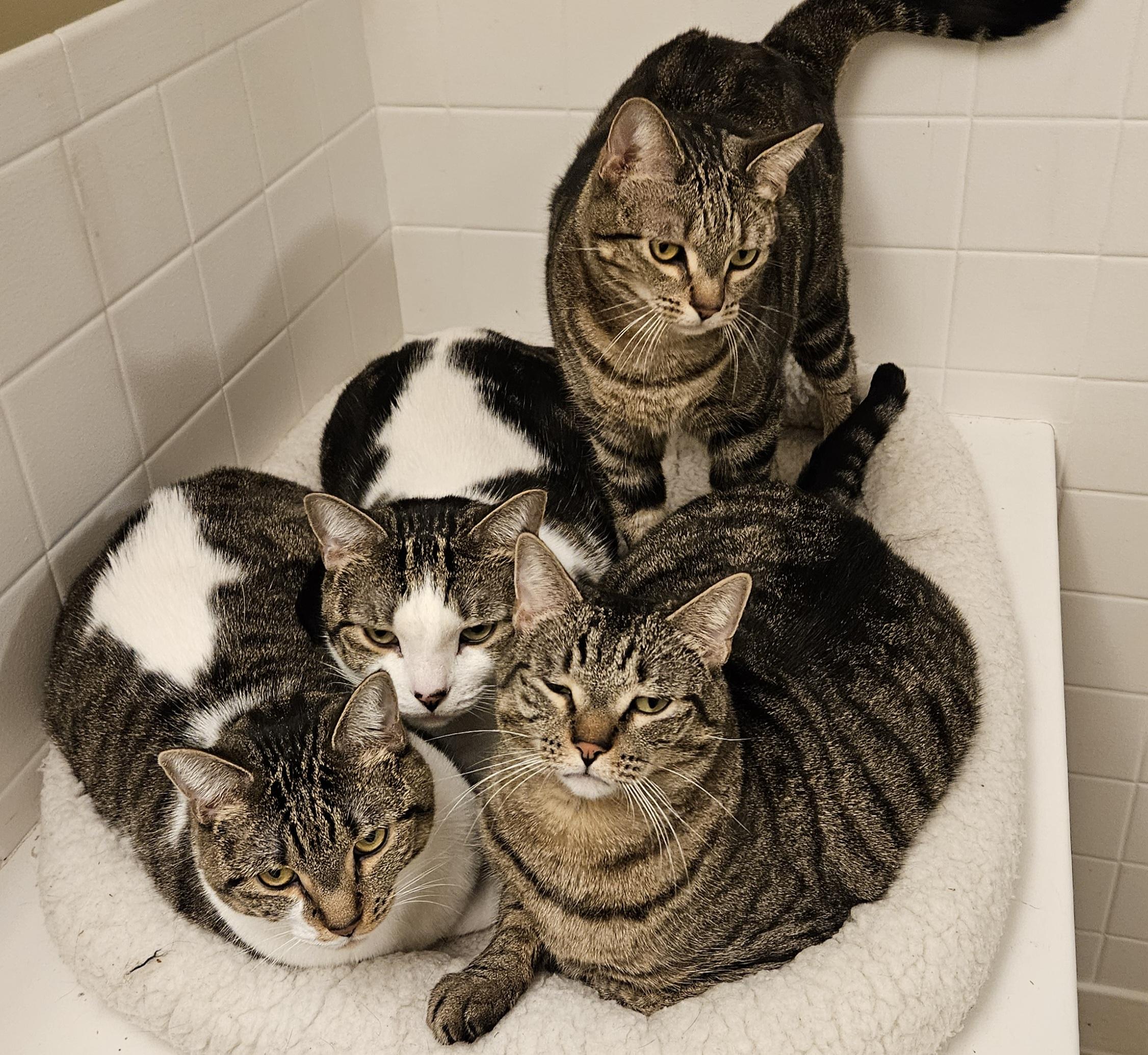 Enlarge Sheridan, a Adoptable Domestic Short Hair in Liverpool, NY image 5/5