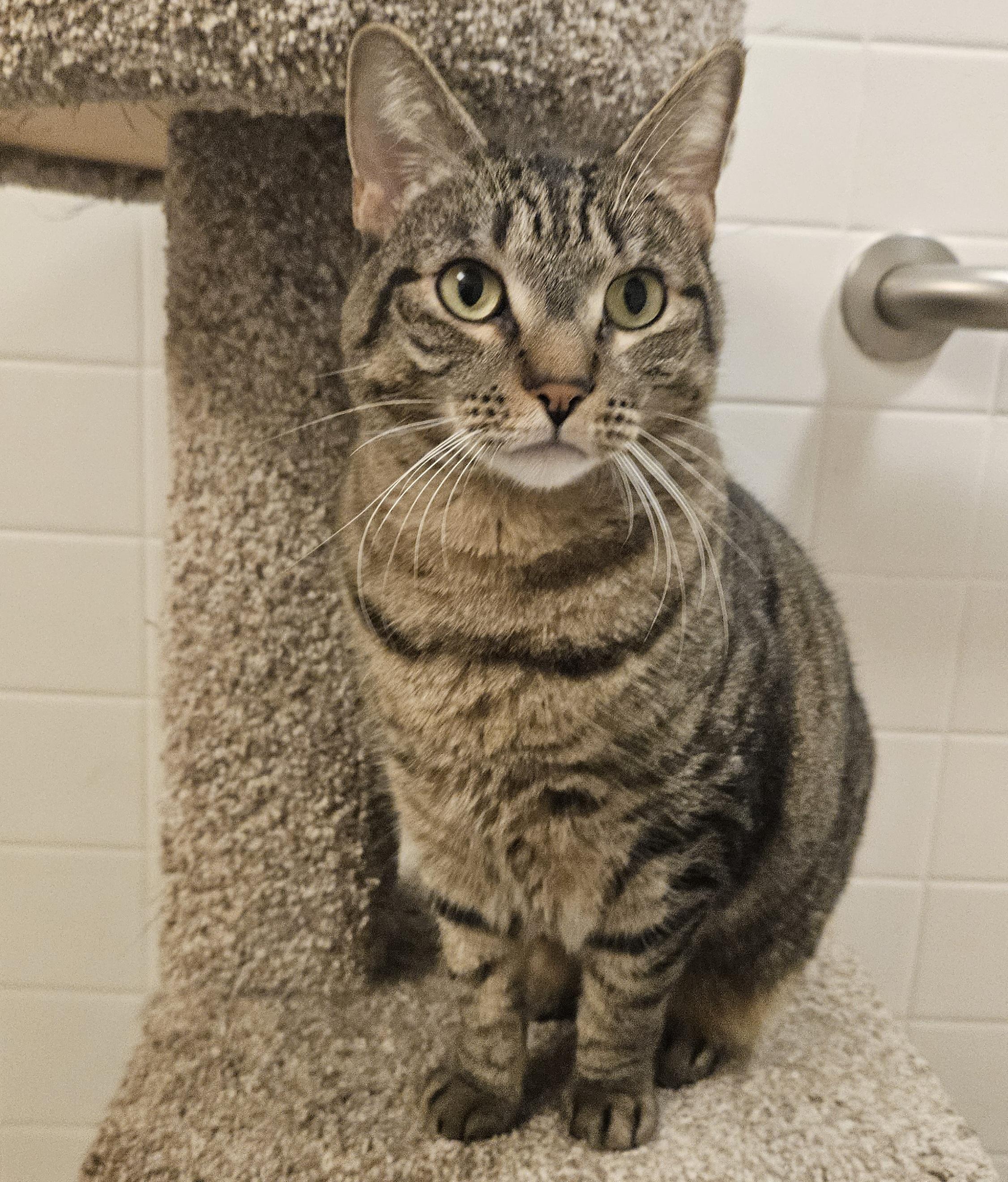 Enlarge Sheridan, a Adoptable Domestic Short Hair in Liverpool, NY image 4/5