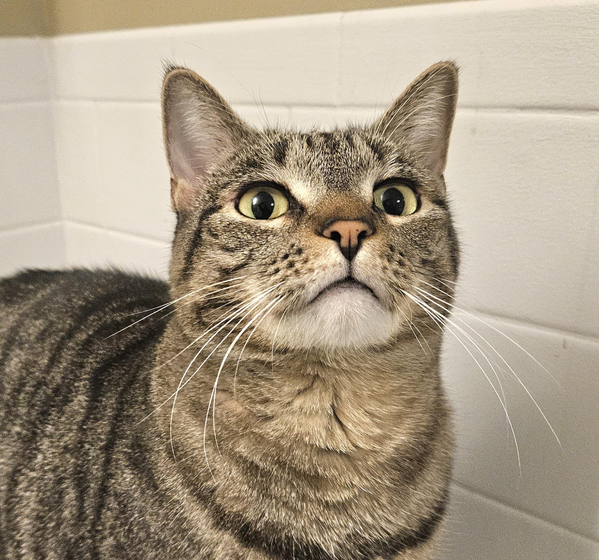 Sheridan, Adoptable, Adult Female Domestic Short Hair.